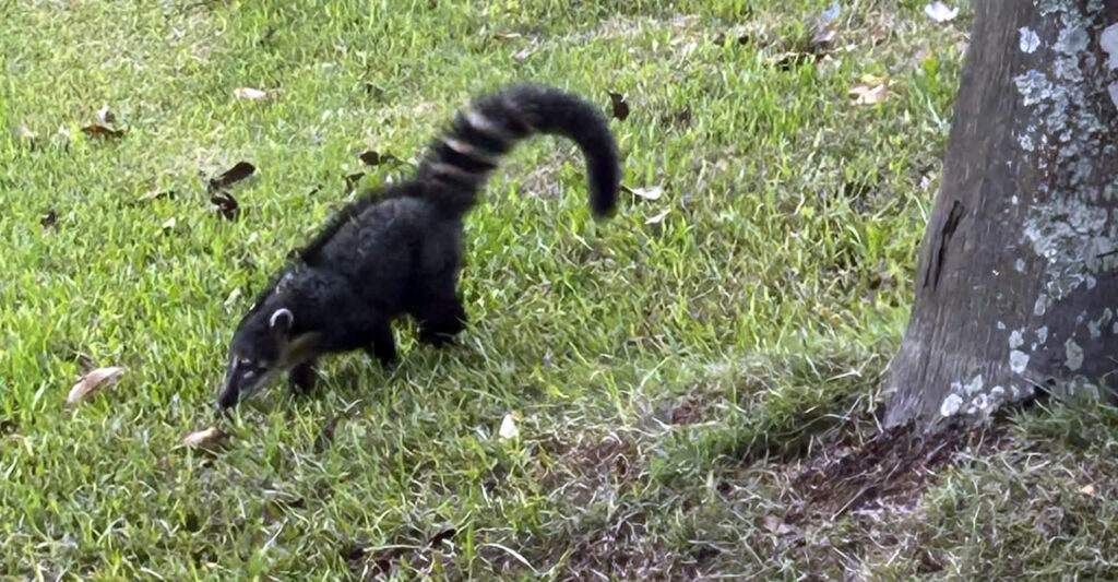 A photo of a coatis - a relative of the racoon. 