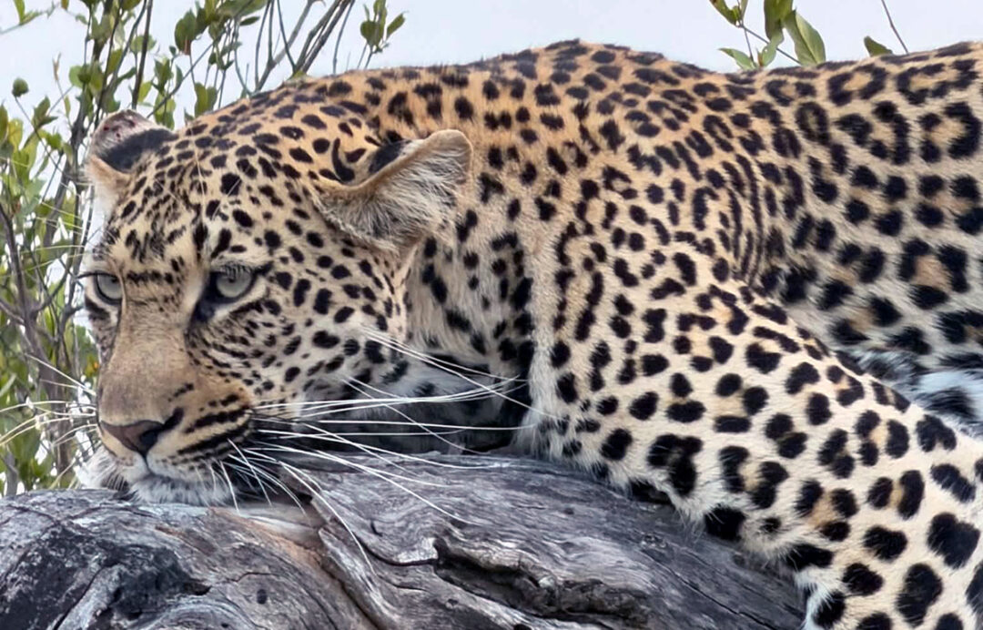 Cheetah in a tree