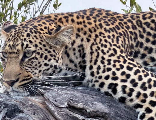 Cheetah in a tree